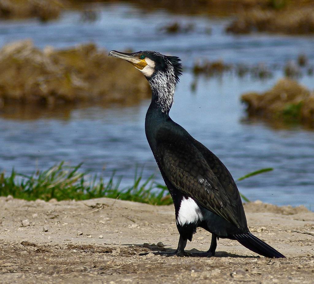 Cormoran grande / Great Cormorant / Phalacrocorax Carbo by vic-206 is licensed under CC BY-NC 2.0.